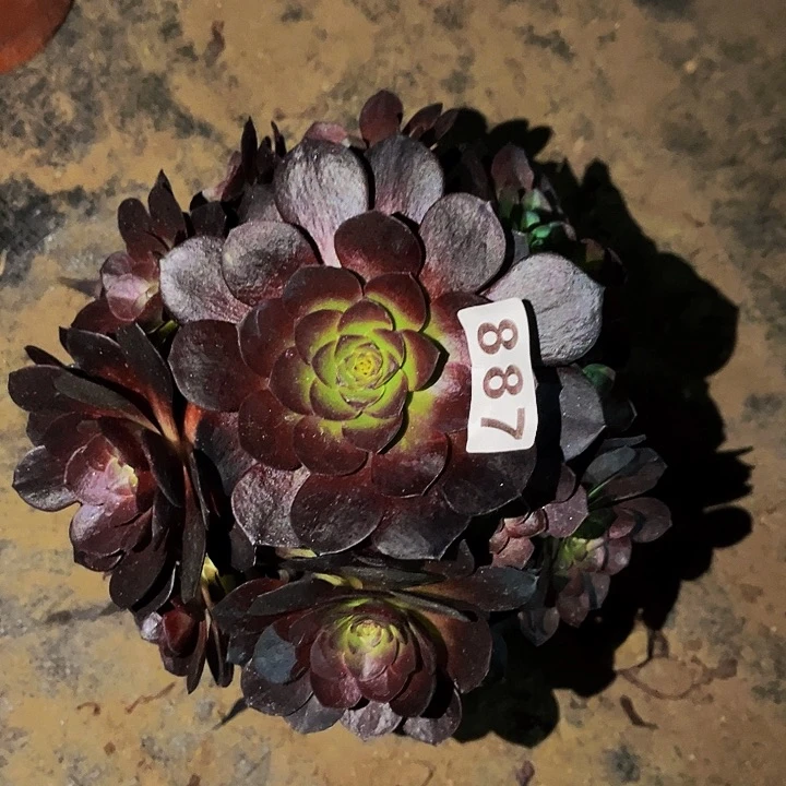 887黑骑士多肉植物处理不售后