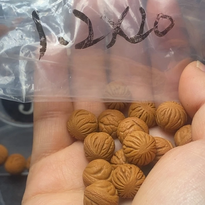 吊坠桃核秦岭山野生桃核