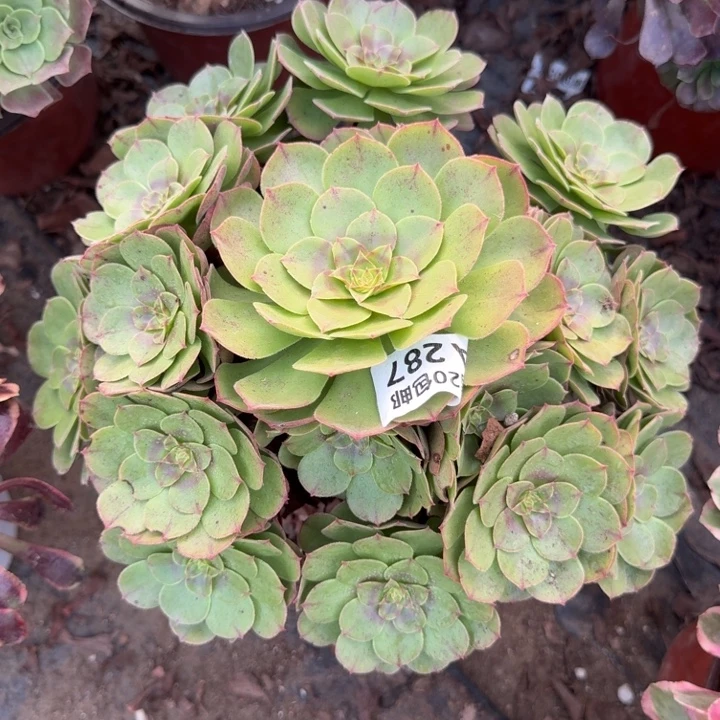 287万圣节25厘米以上叶展