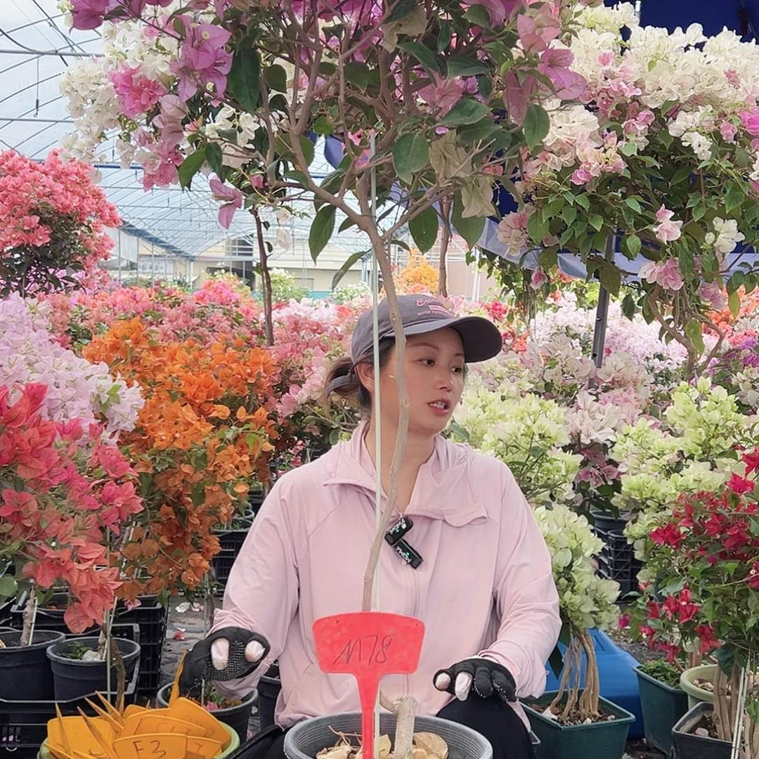 用***6大部分花苞少量开放M78赛佛里