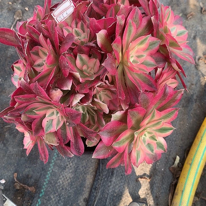 856粉女巫多肉植物