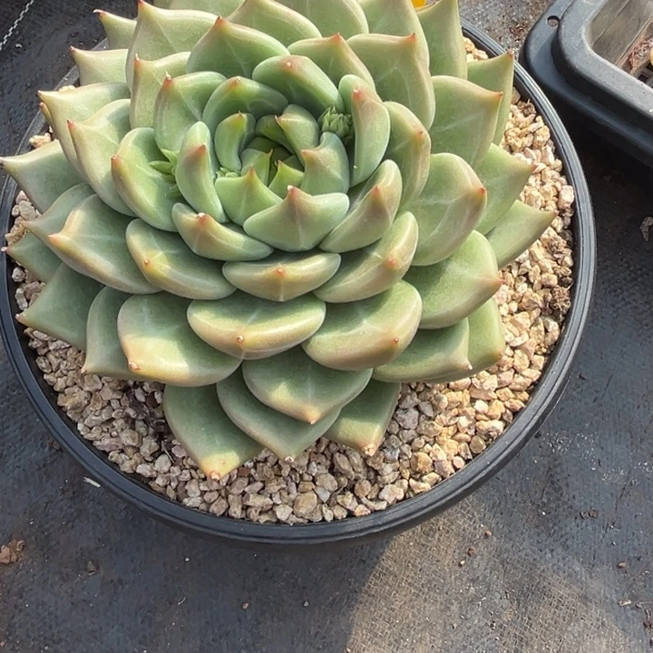 龙***利81多肉5575588808888888