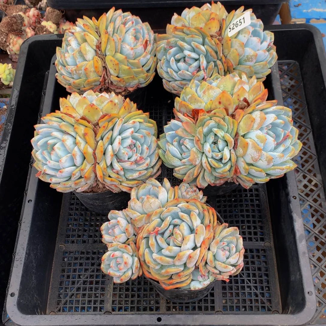 清**俗52651五个嗯嗯嗯嗯嗯加油哦