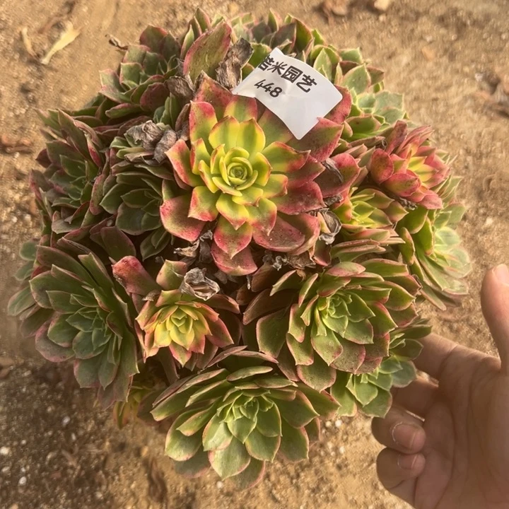 不知道手捧多肉植物448