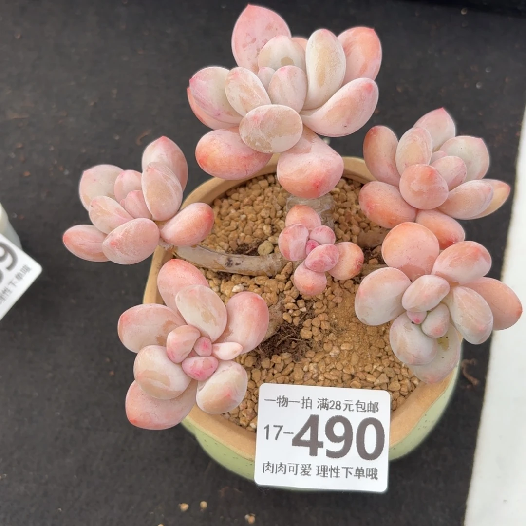 香水无盆土发货无