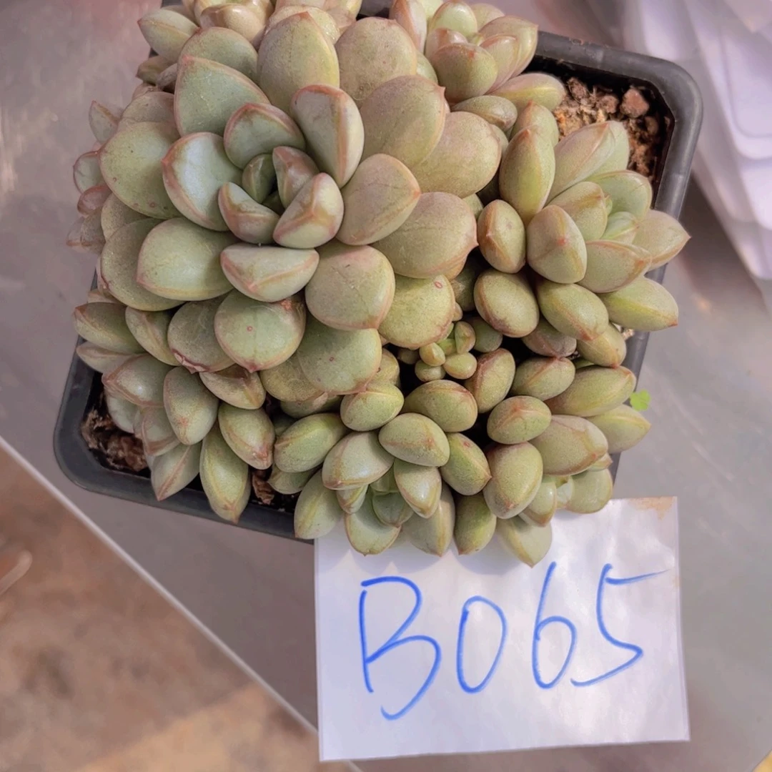 葡萄一颗065号一物一拍