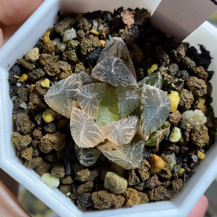 努比利亚毛玉露锦111