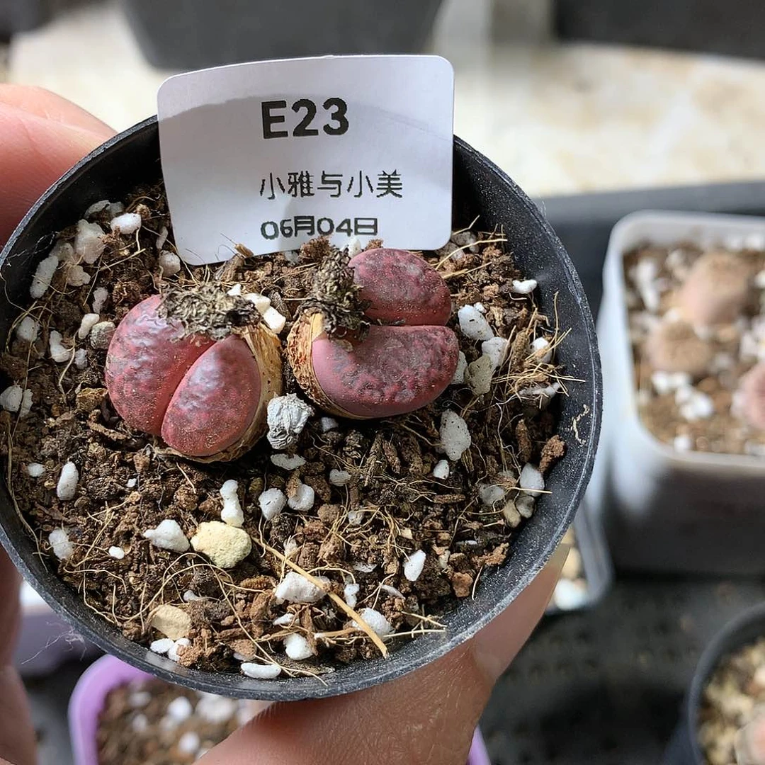 F***WE23多肉植物保护