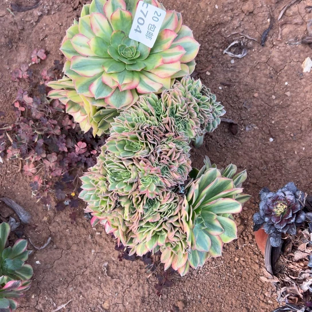 燕***子704雨荷缀，多肉法师