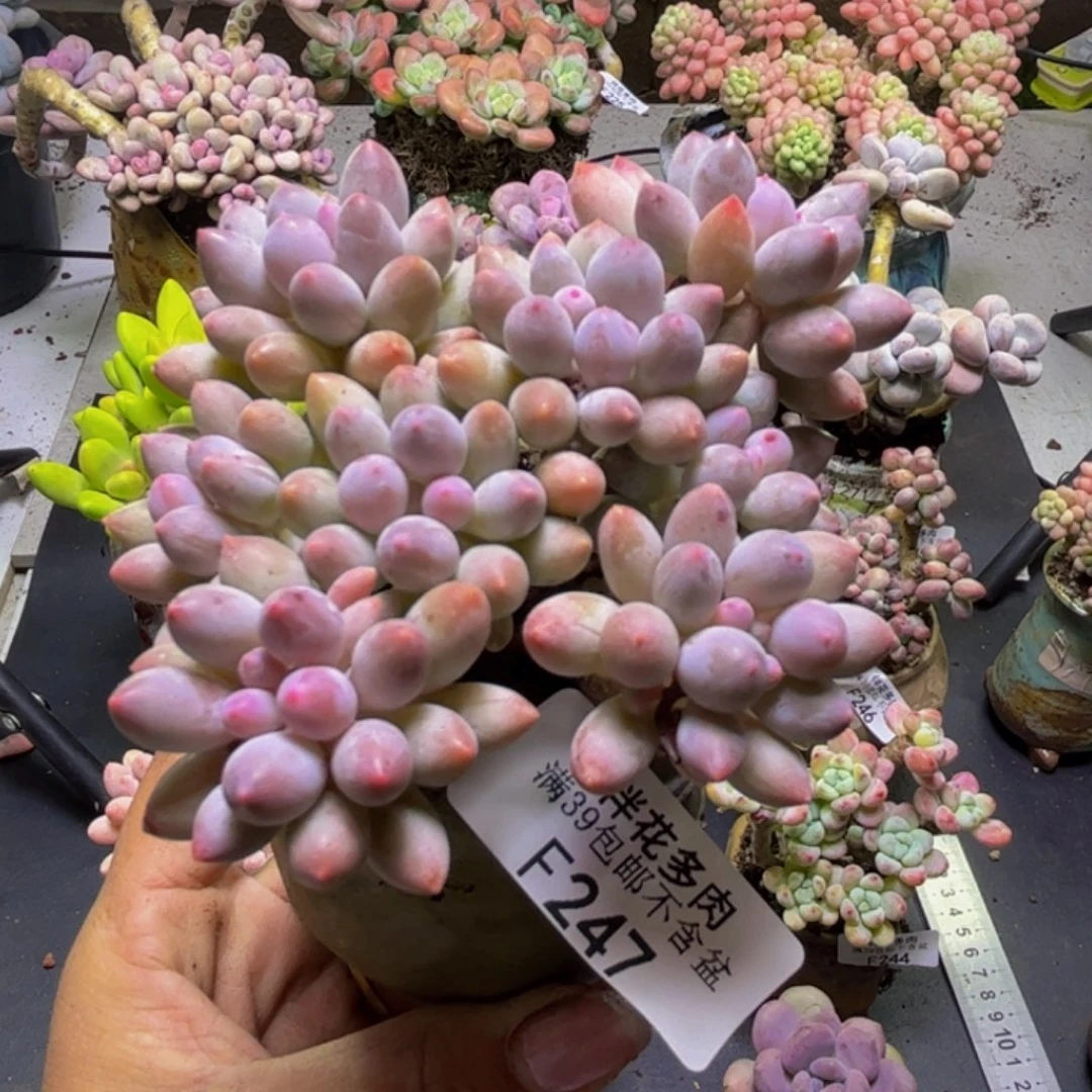 婴儿手指247/8cm多肉
