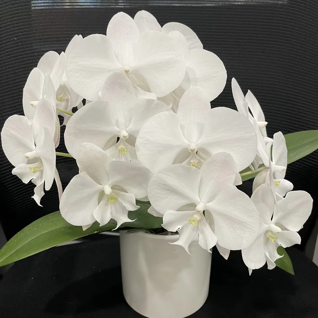 纯色大舌头【曼塔明多洛】2.8寸杯 苗子发货