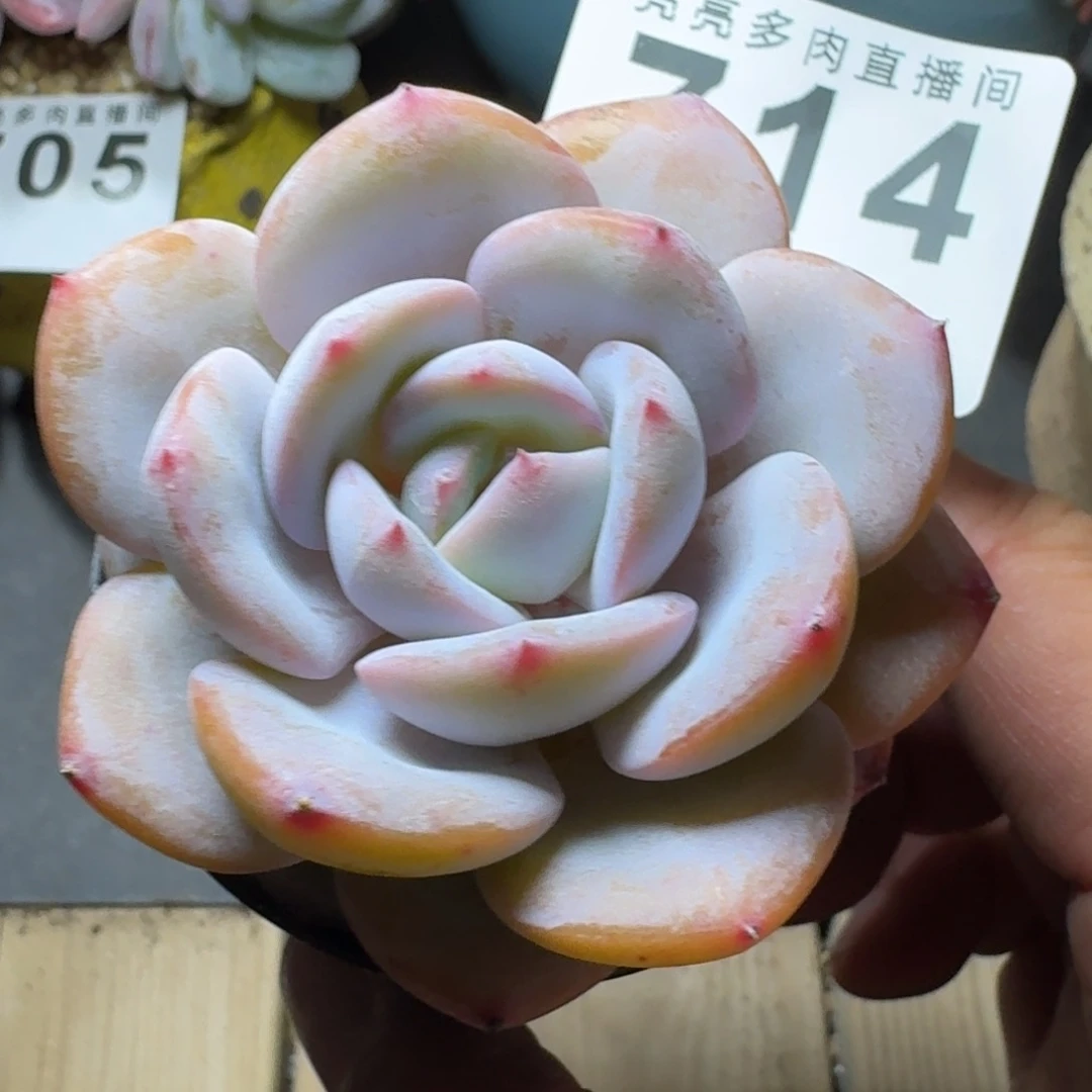 雪橙          摇身一变高富帅，一夜暴富动作快