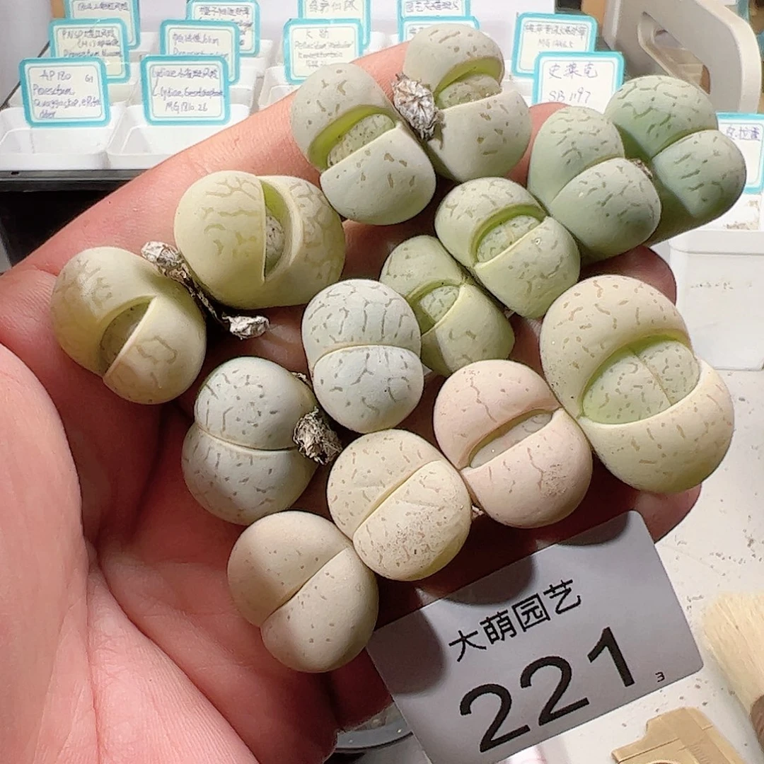 0000221 一物一拍……