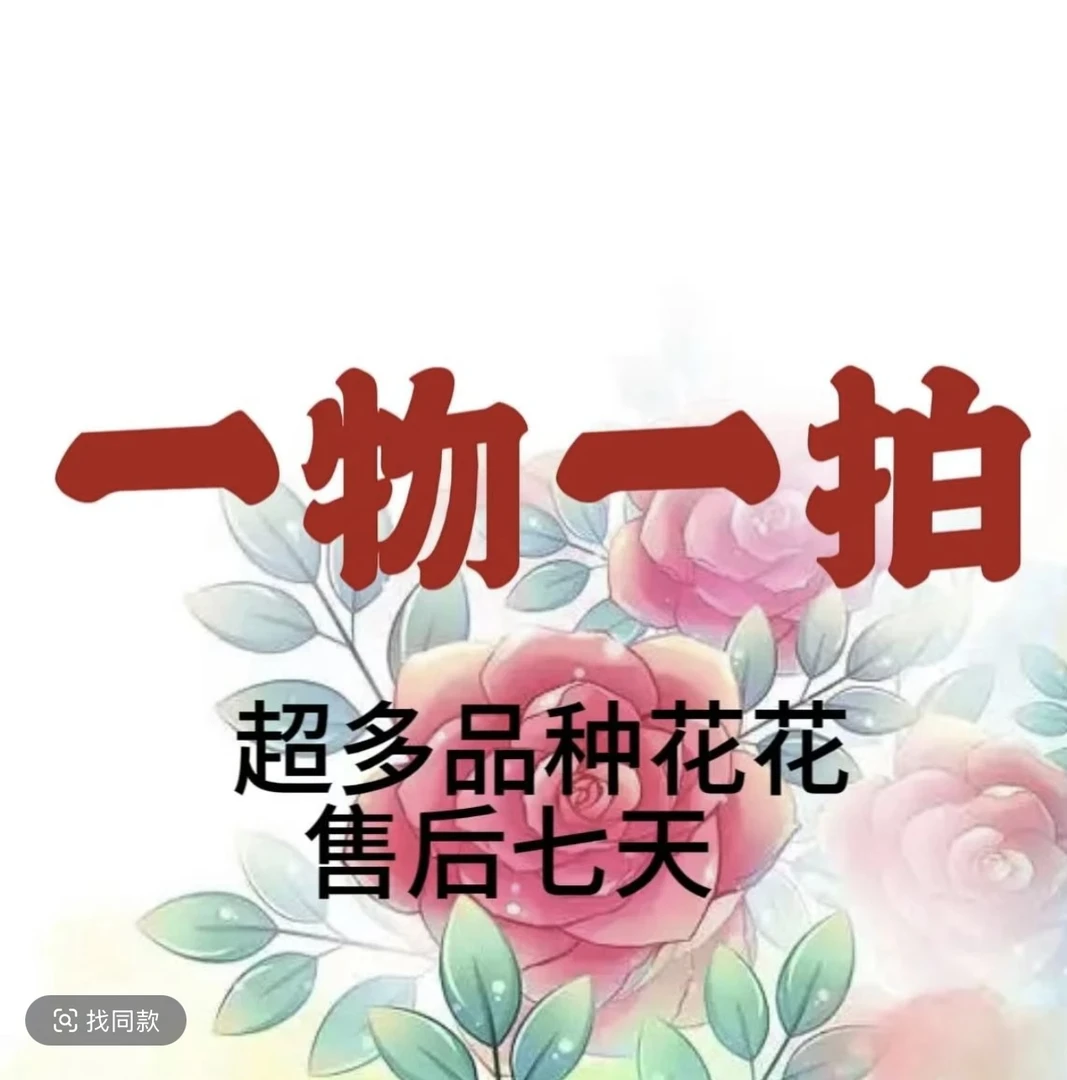 180盆月季一物一拍现场挑花改价