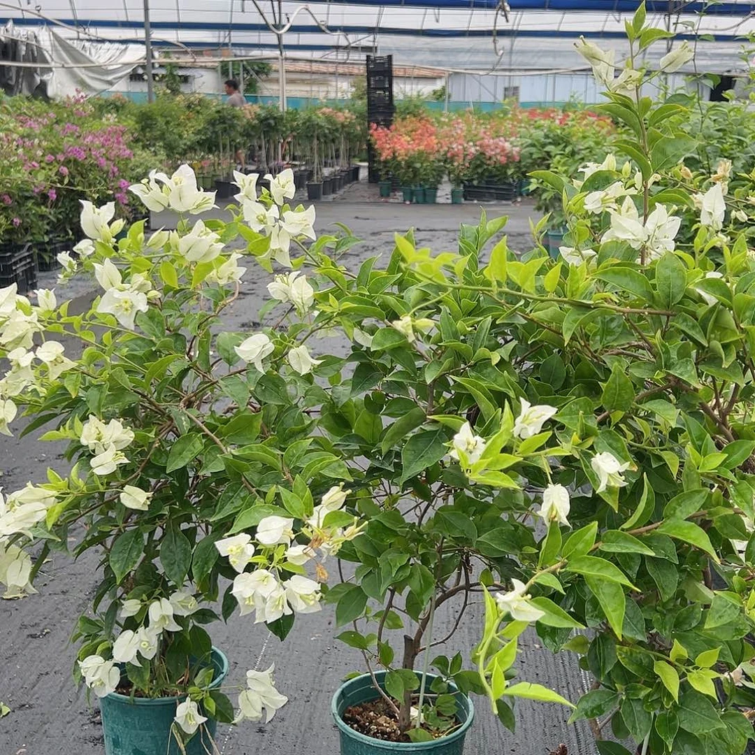 当前无花栽培后可以开花白雪公主一颗