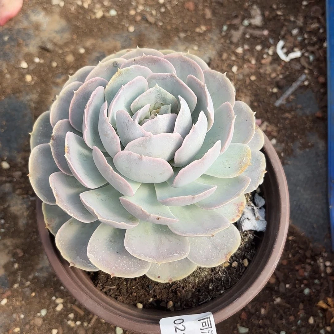 同温层多肉123圣卡洛斯