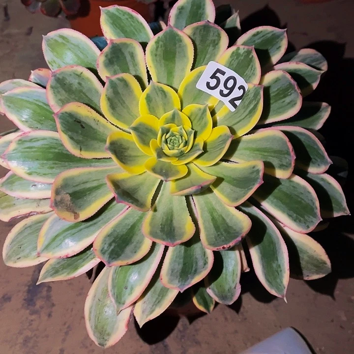 592灿烂多肉植物处理不售后