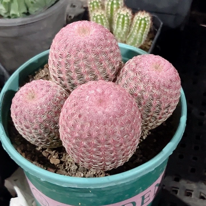 红太阳实生仙人球