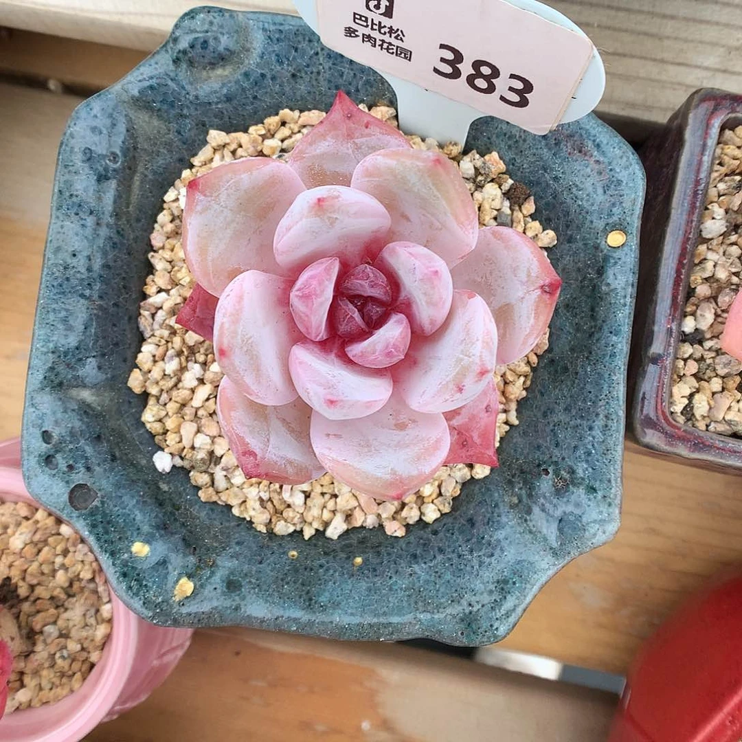 383糖心雪天使多肉植物