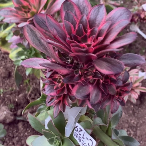 129嫁接魅金玫瑰锦砍过满25包邮多肉