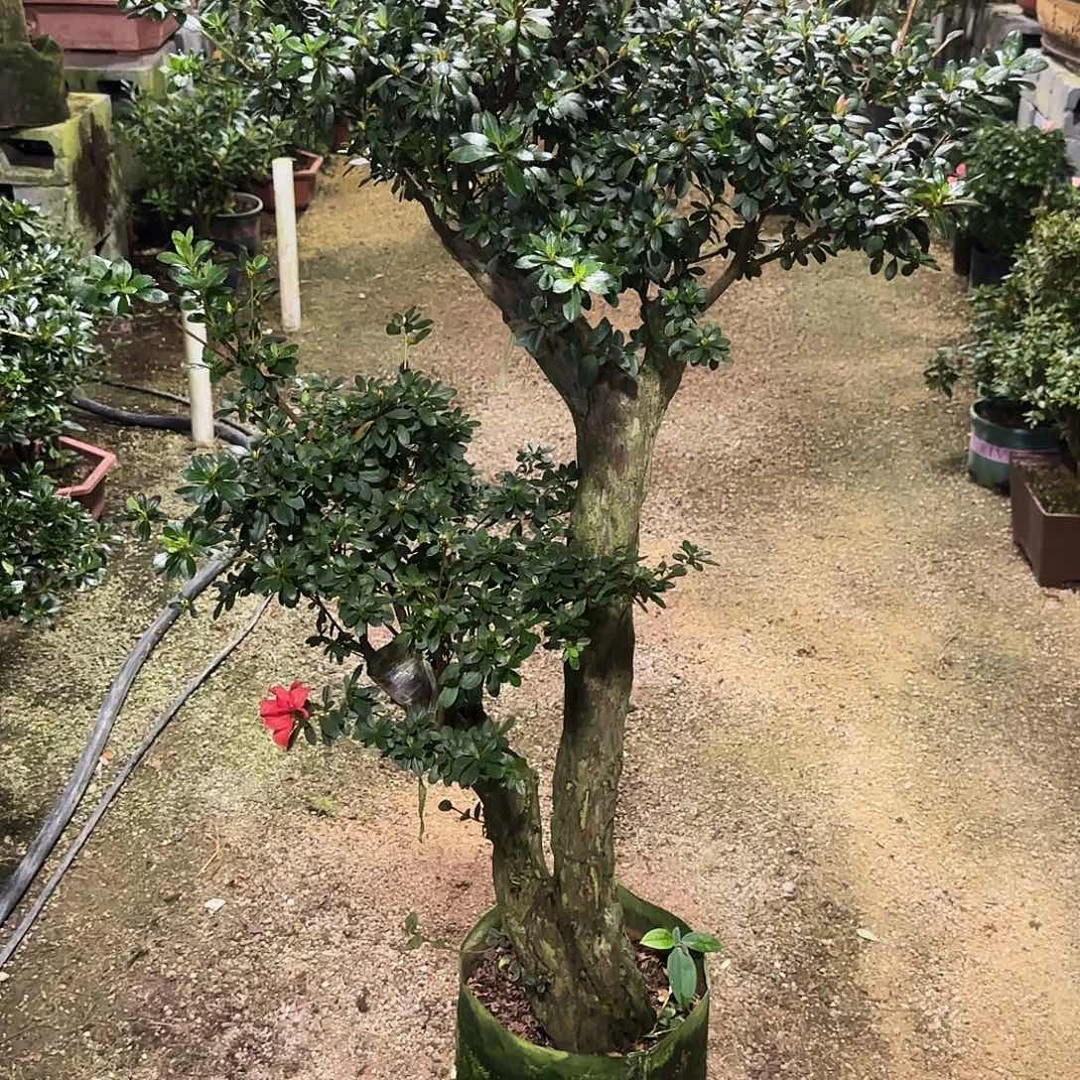 龙***人无花朵杜鹃盆景老桩