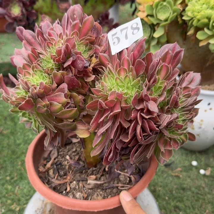 粉女巫中斑锦缀化578