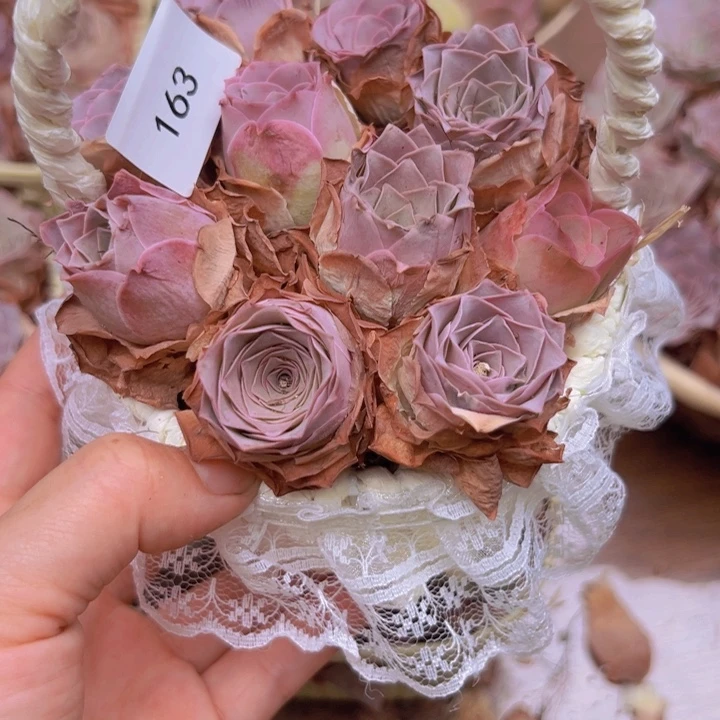 云***售山地玫瑰多肉植物山地163