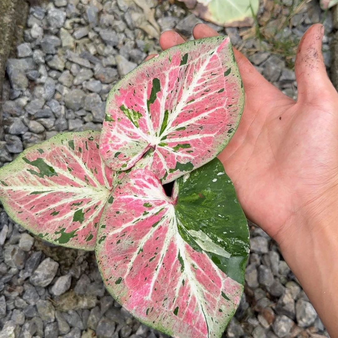 完全开放心肝杂，脱土裸根发