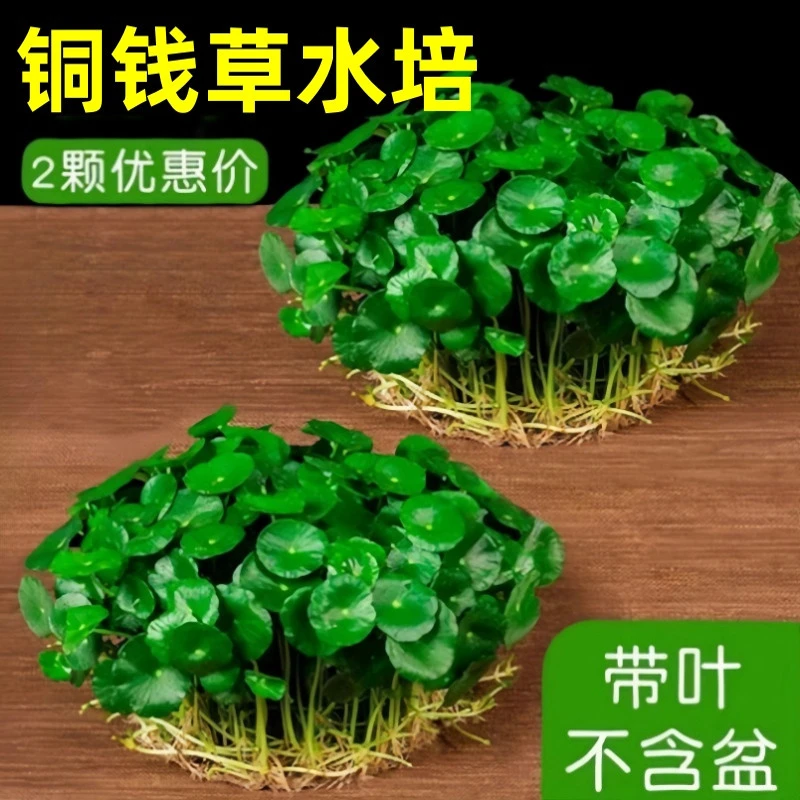 种下爱园艺家铜钱草水培植物老桩盆栽室内外水养大叶金钱草绿植