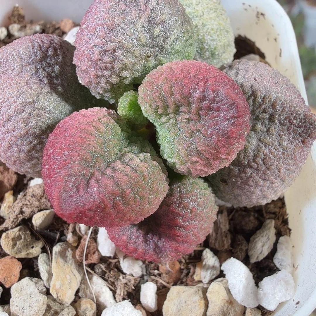 水蜜桃