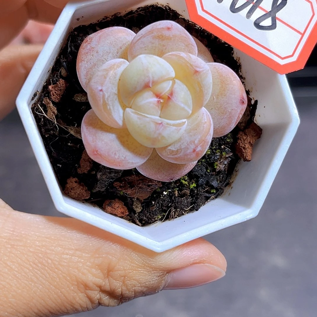 H618 牛奶糖满18包邮