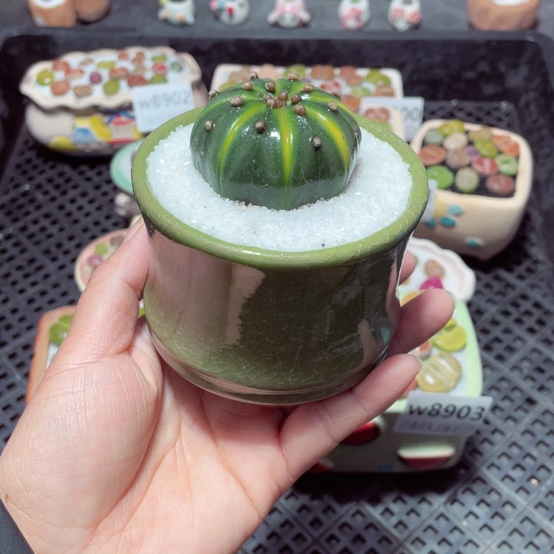 w8905 带盆土发货-零下地区拍保温箱