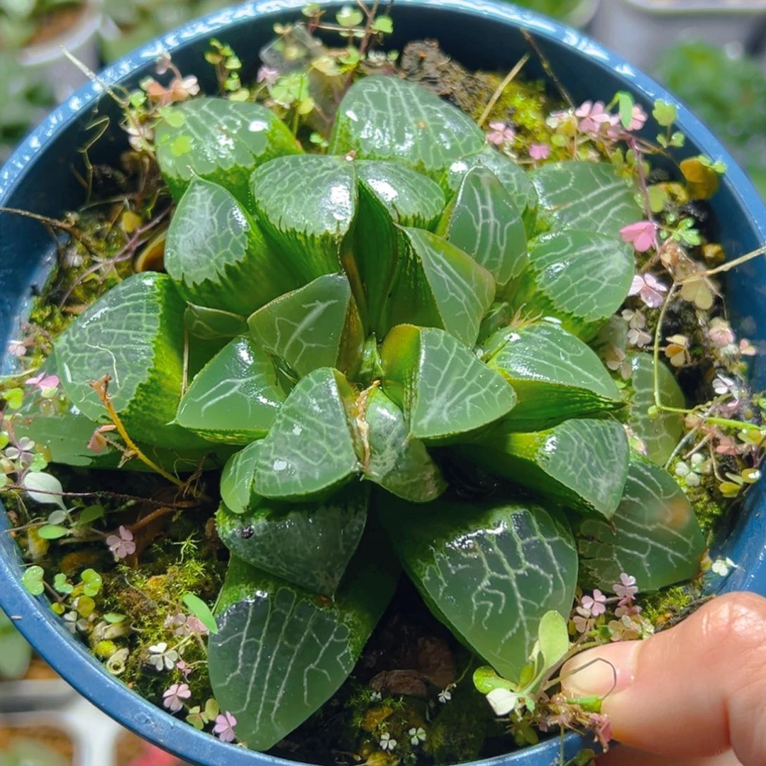 加仑盆月影双头玉露一颗