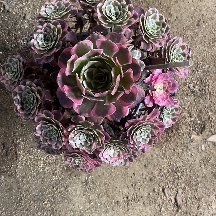 多肉植物霁月锦……