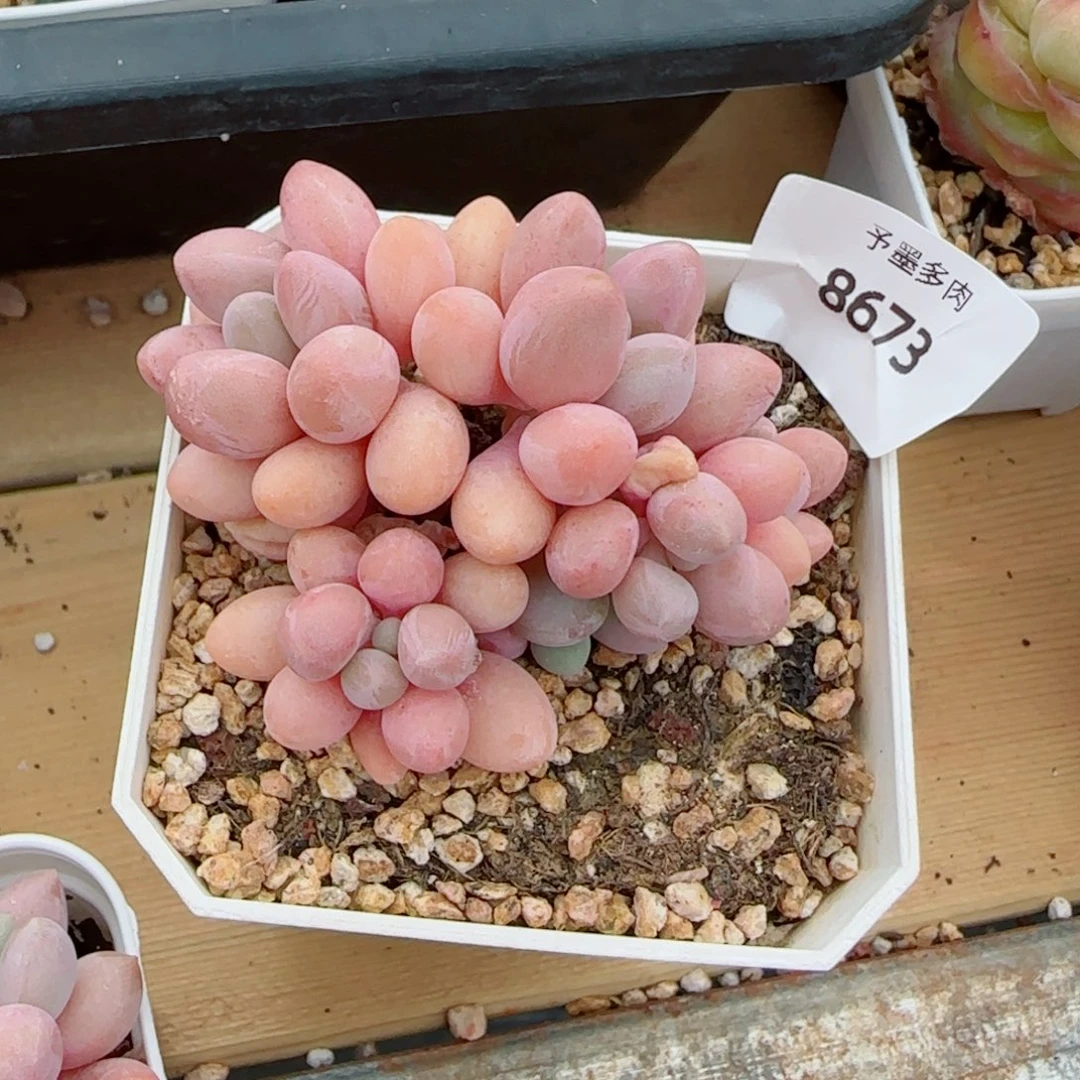 旺**喜汤圆无砍，8673多肉植物