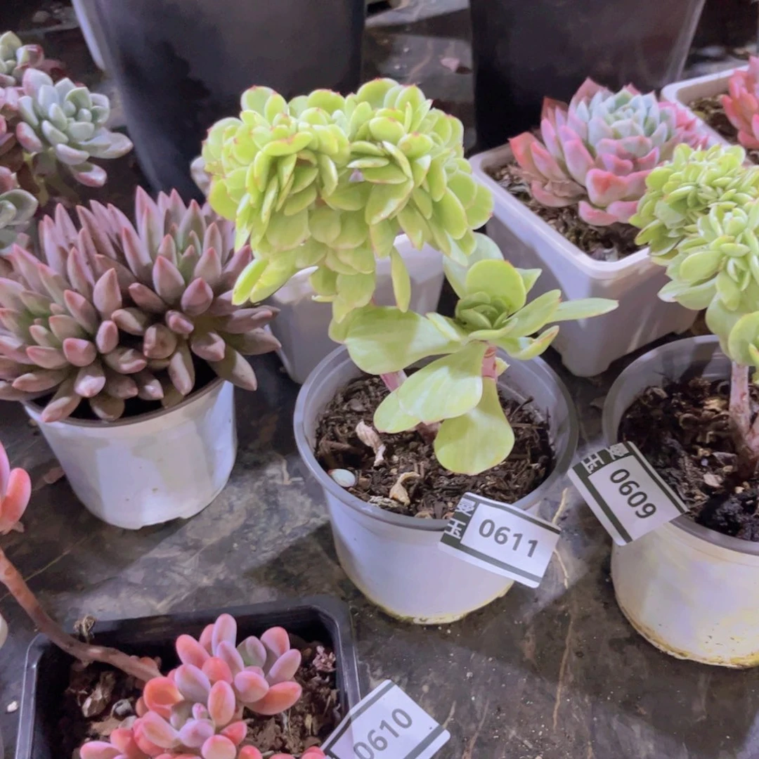 洁***哥碧桃锦缀多肉植物0611