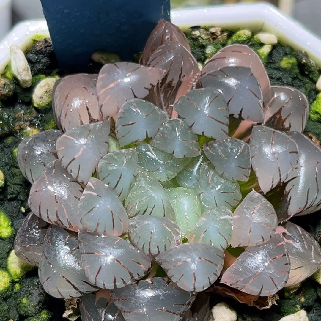 恭喜发财大吉大利0445