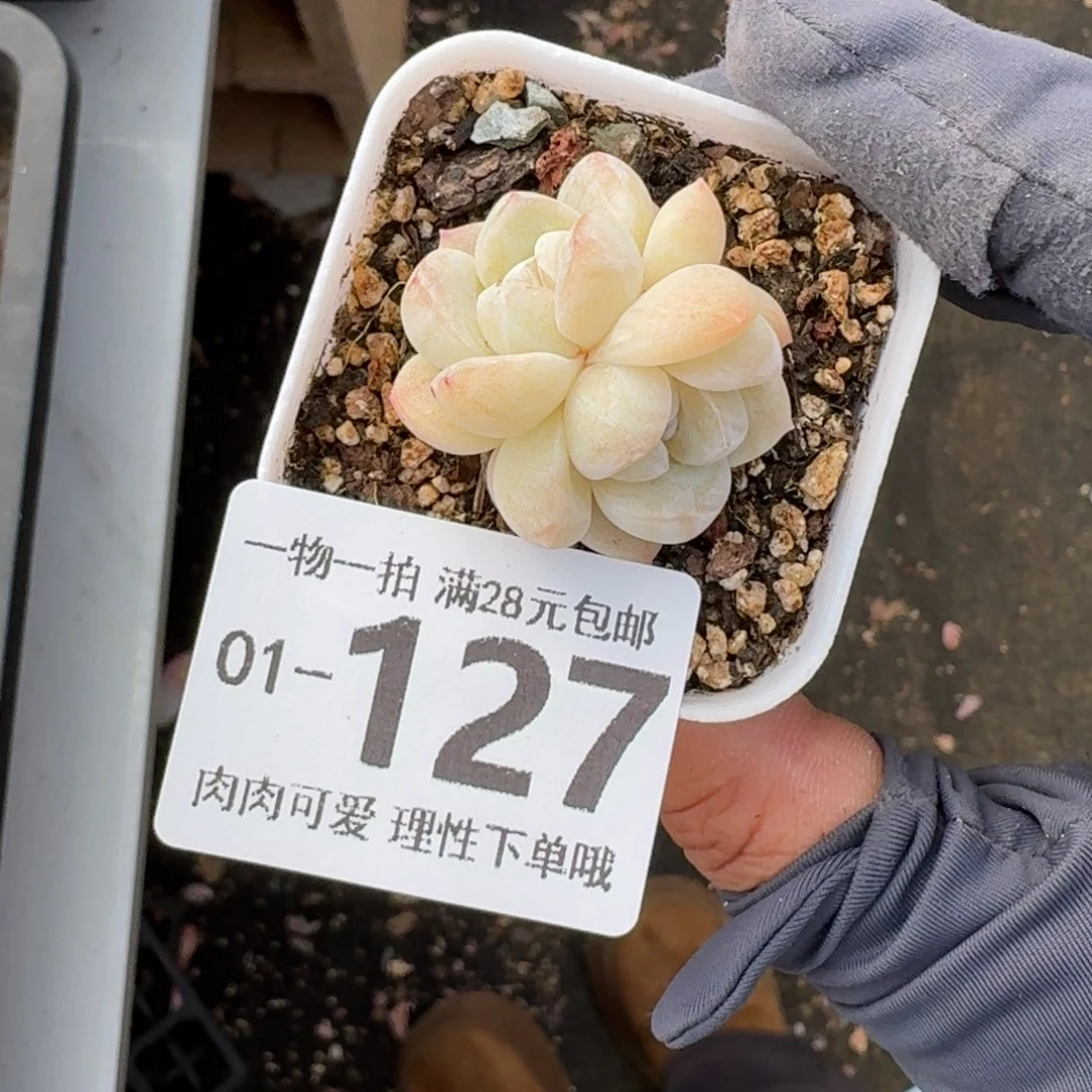一***鹿冰玉无盆土发货无盆