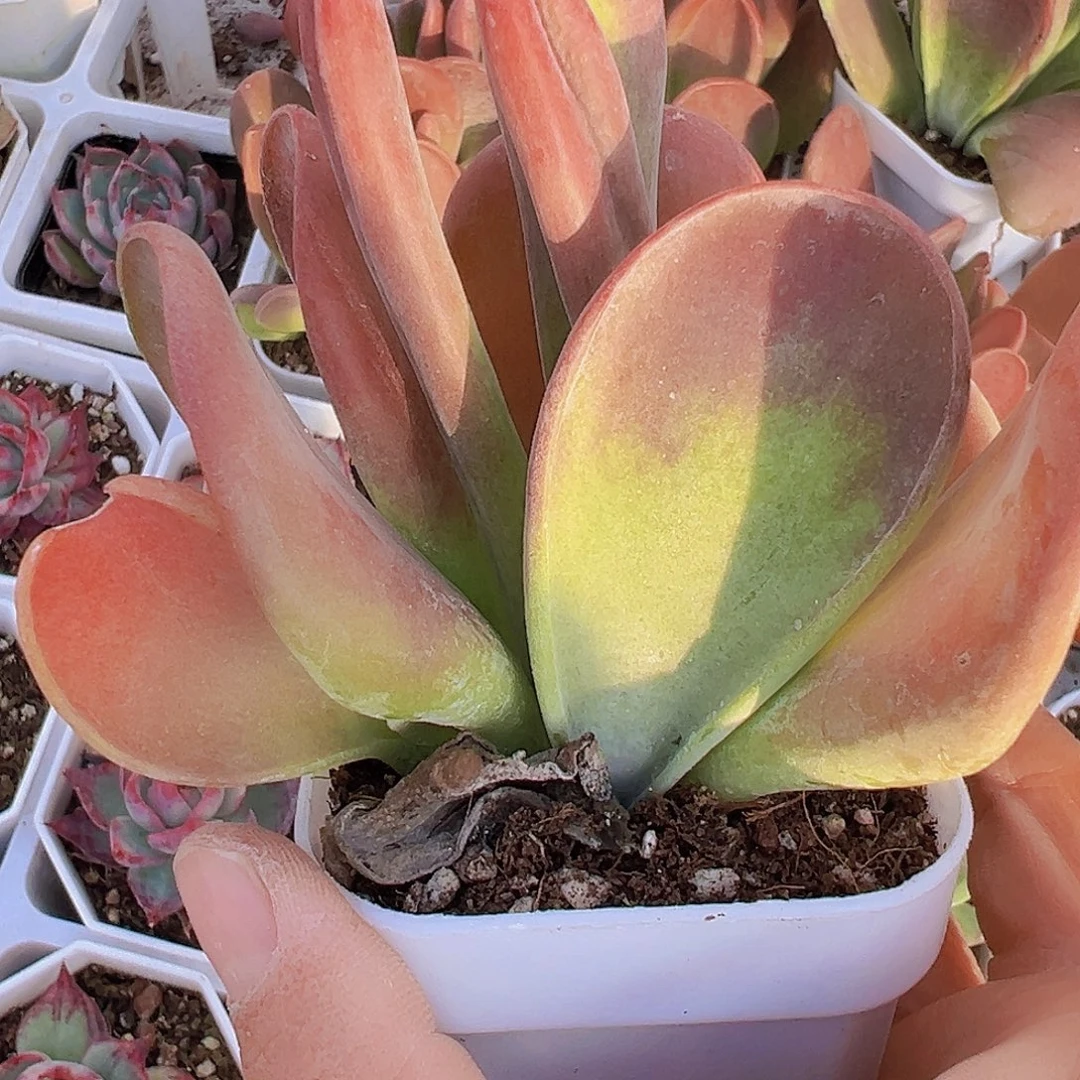 火狐狸19包邮多肉植物