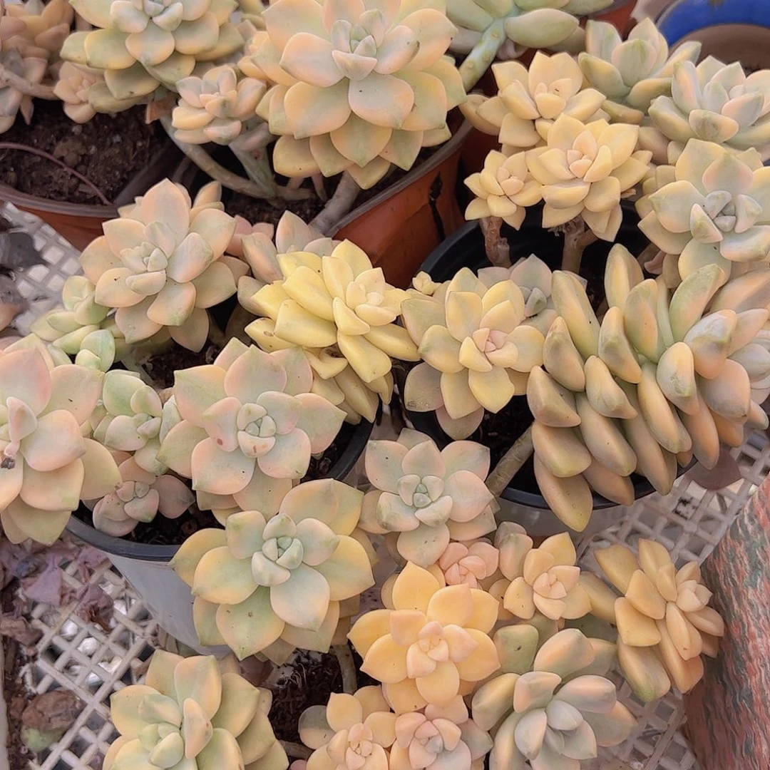 美杏锦三盆精控老桩