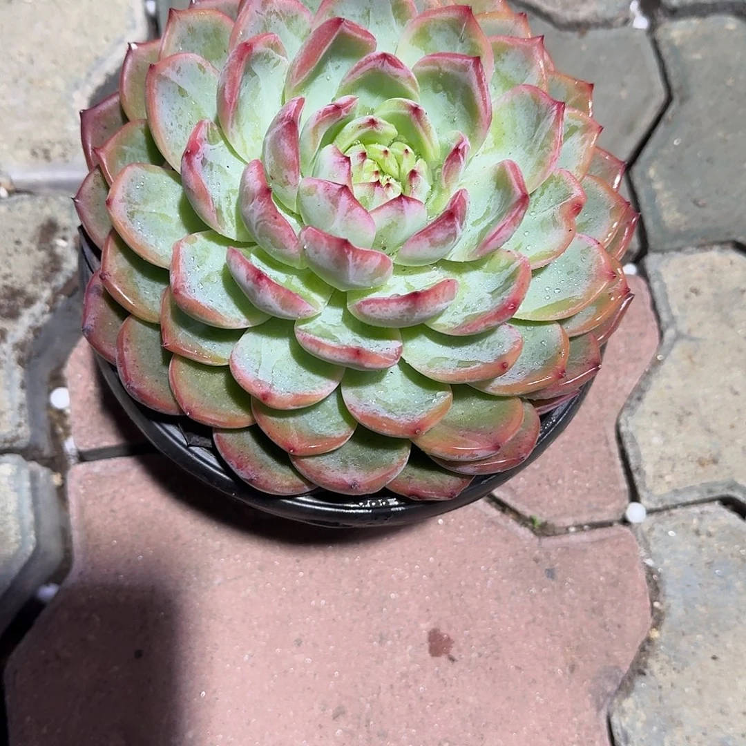 大号红鸾多肉植物