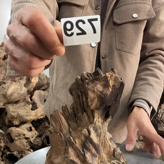 老*子紫砂噜啦啦啦啦啦啦