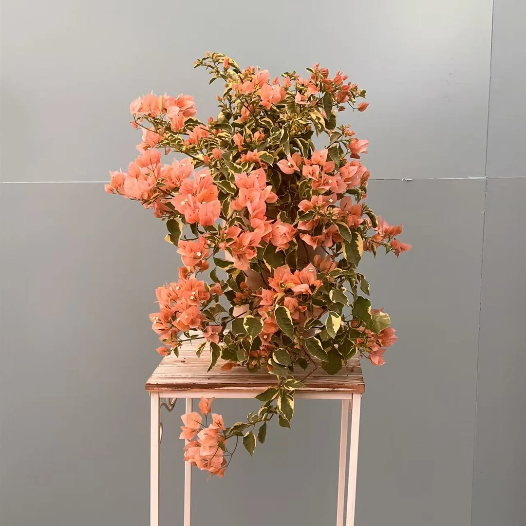 【艺景园花花公子专用】马斯花瀑布造型盆景老桩好养勤花-2