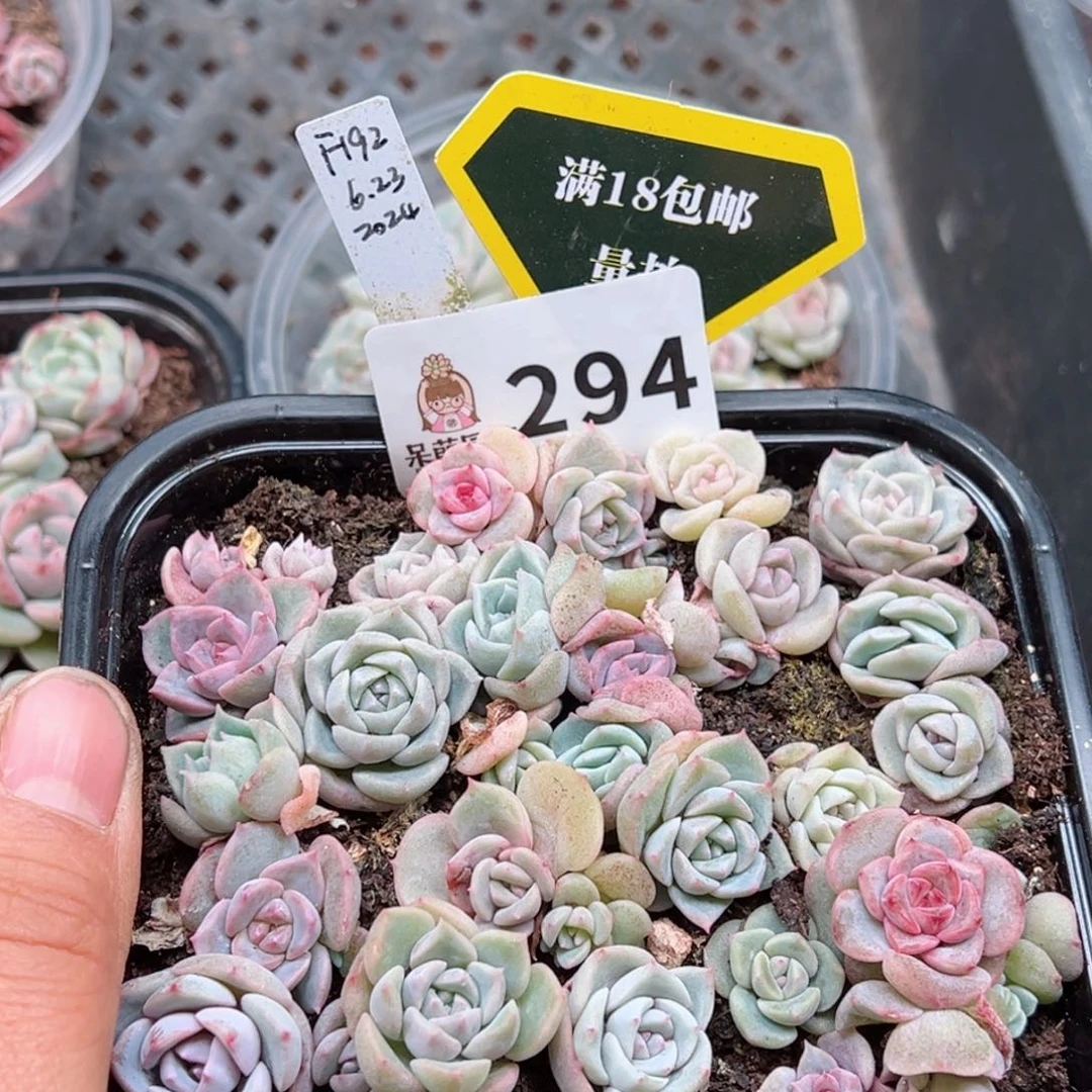 多肉植物多肉植物