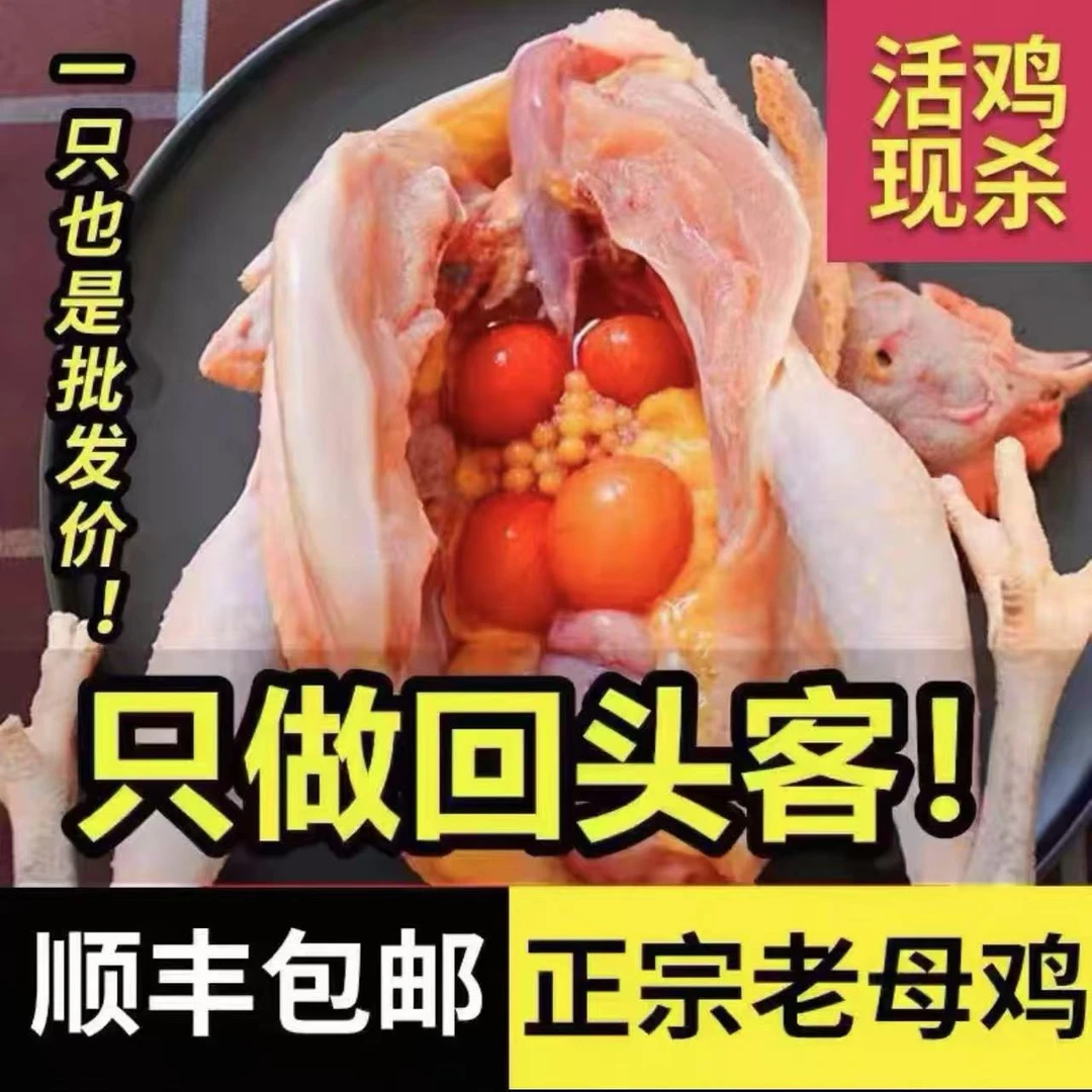 放养现杀老母鸡新鲜土鸡农家散养走地鸡顺丰包邮 包冰率不含冰
