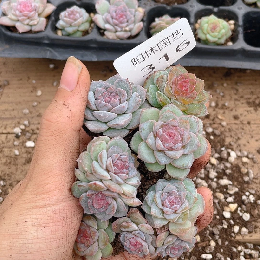 设***~多肉植物多肉植物316