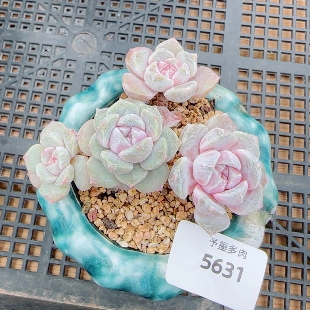 长杆汉堡无砍，5631多肉植物