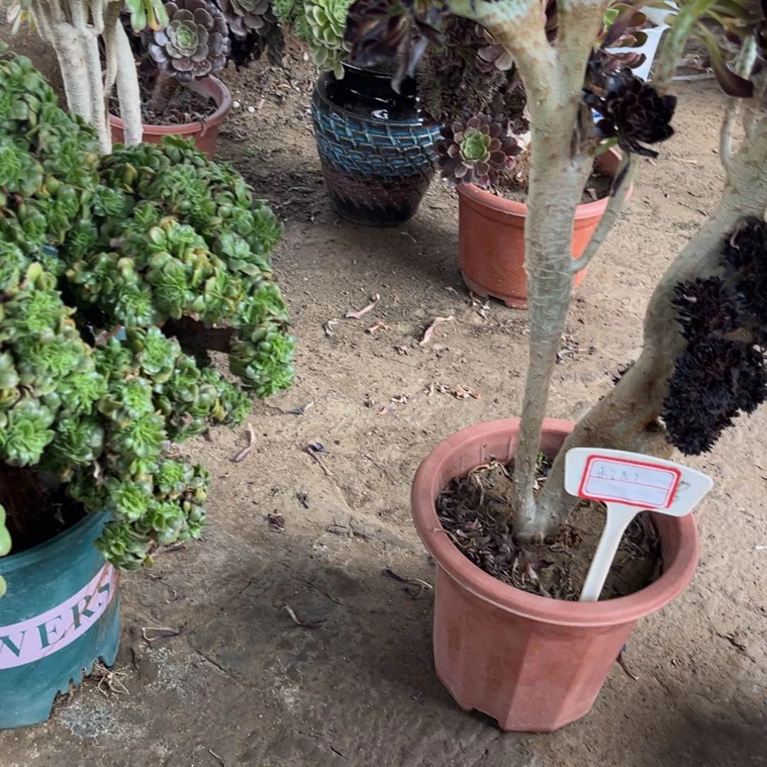 荔枝一物一拍鲜花