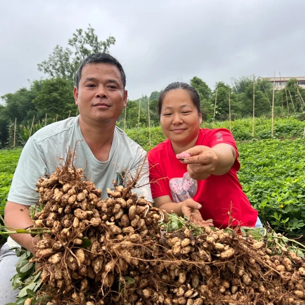 四川特产新鲜带壳湿花生农家现挖带泥花生红皮花生3斤5斤
