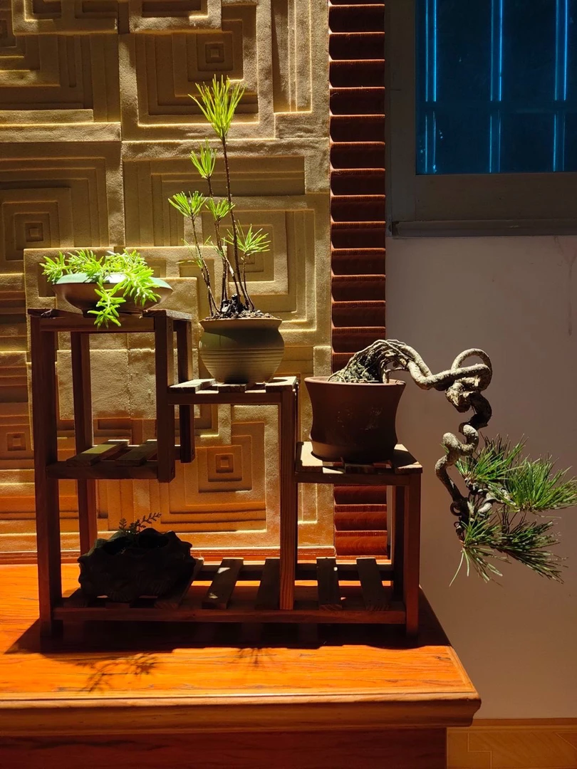 中国山野草专拍链接100